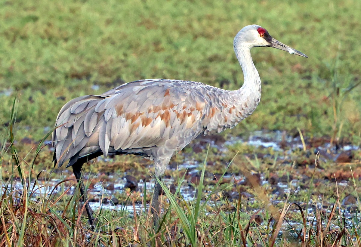 Sandhill Crane - ML642866021