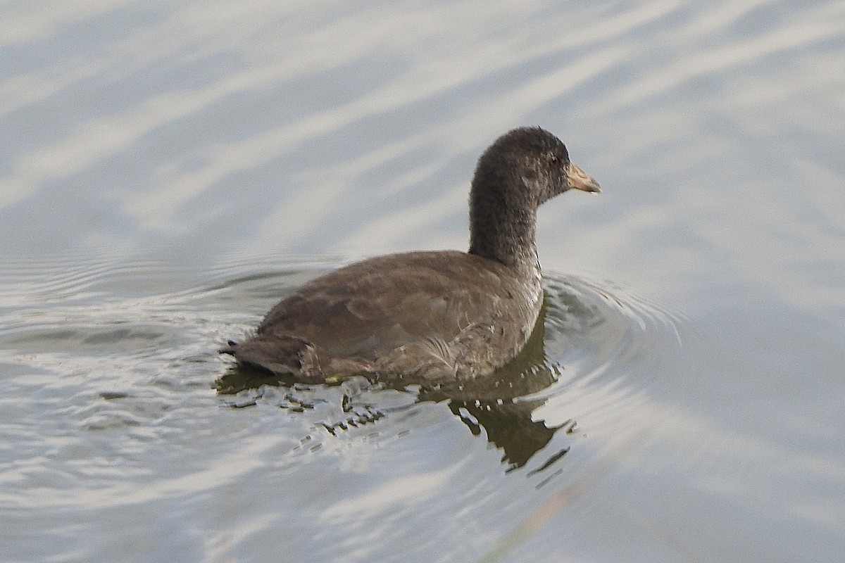 American Coot - ML642866022