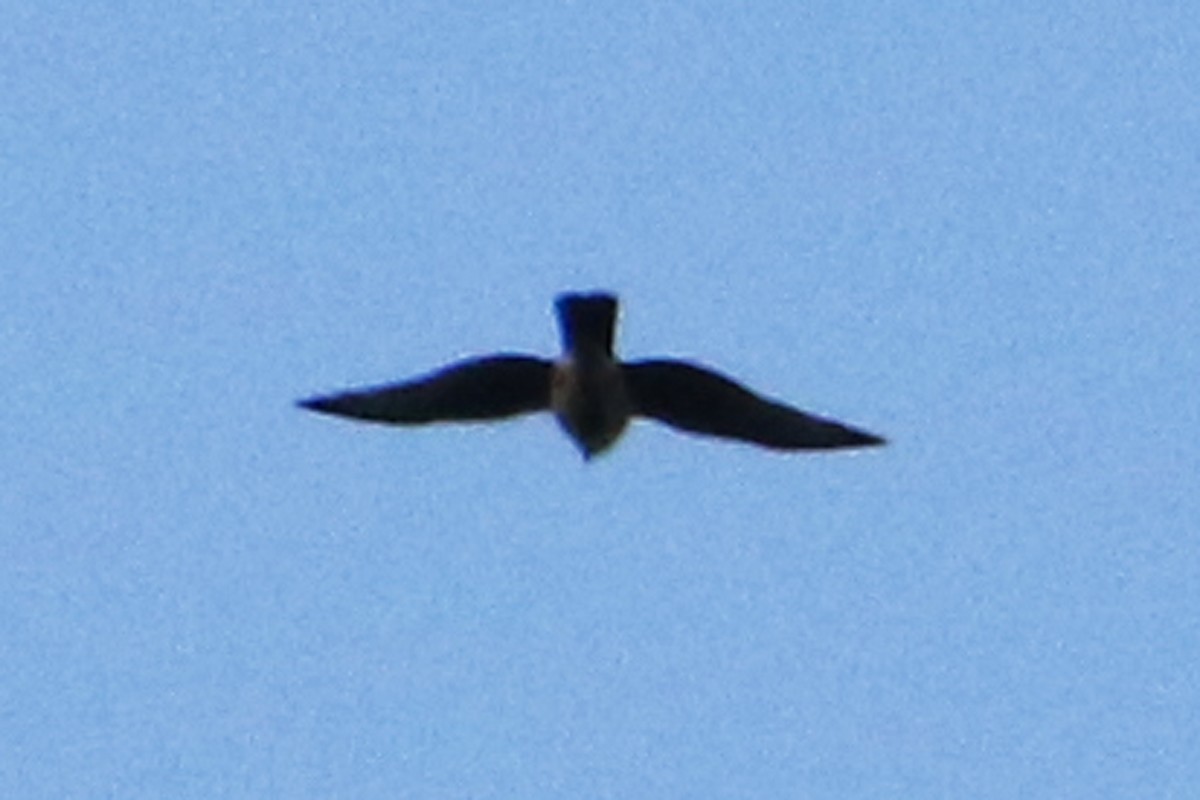 Sharp-shinned Hawk - ML642866027