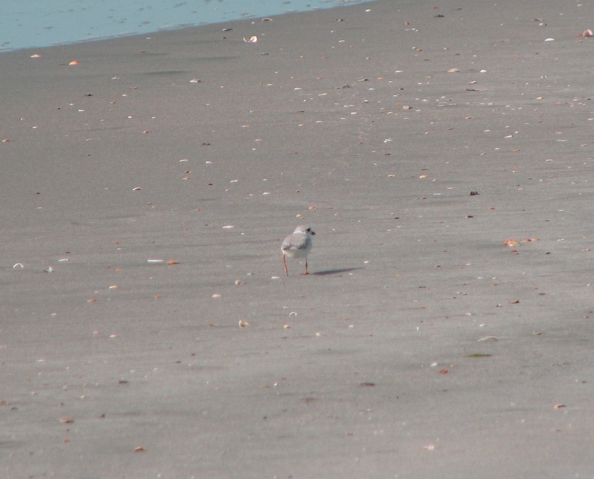 Piping Plover - ML642866037