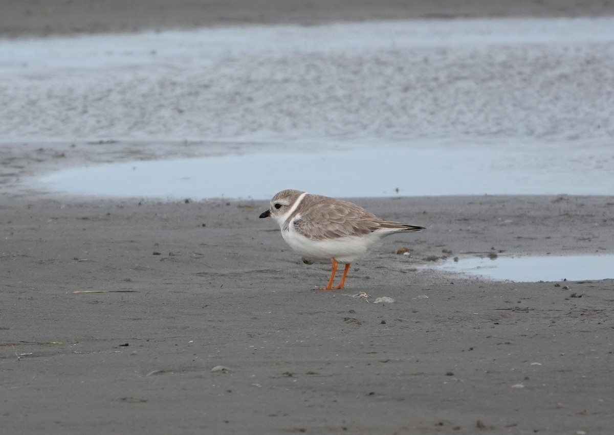 Piping Plover - ML642866038