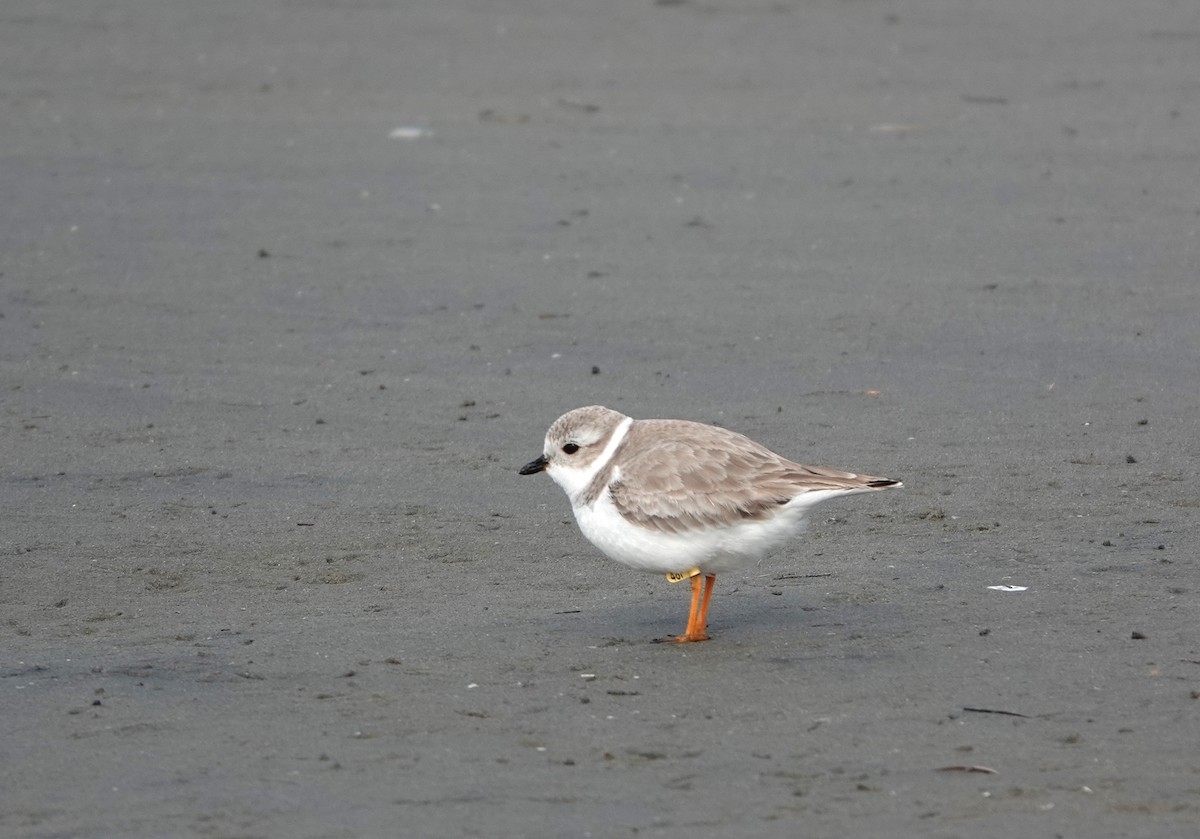 Piping Plover - ML642866039