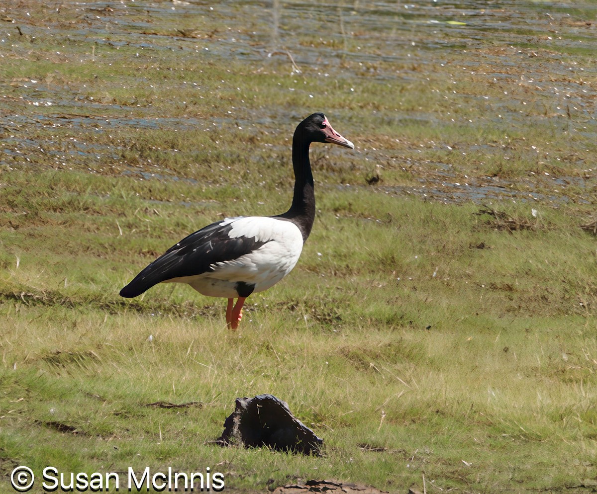 Magpie Goose - ML642866042