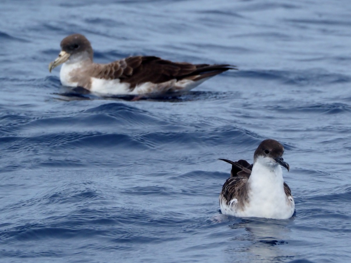 Great Shearwater - ML642866056