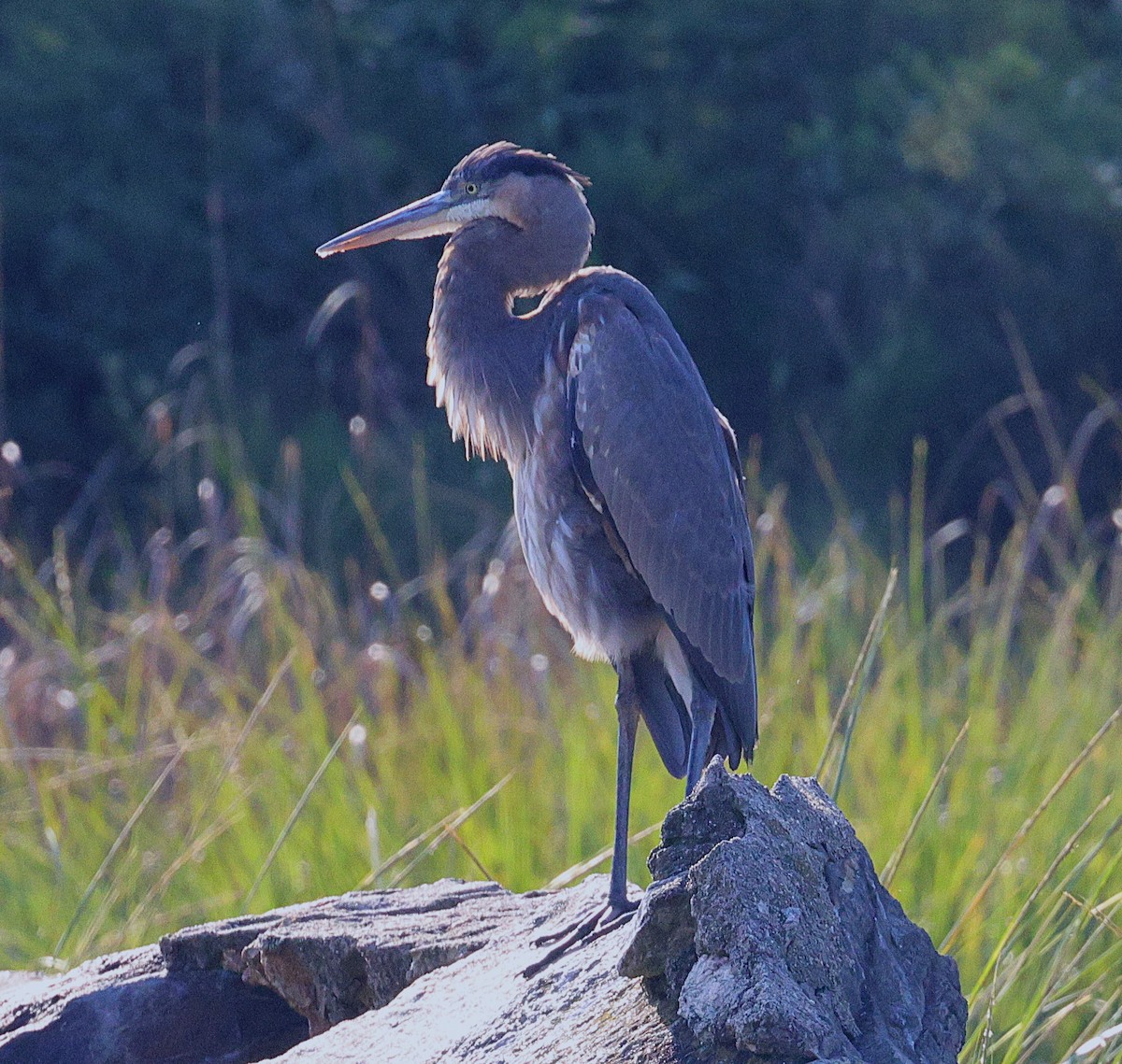 Great Blue Heron - ML642866060