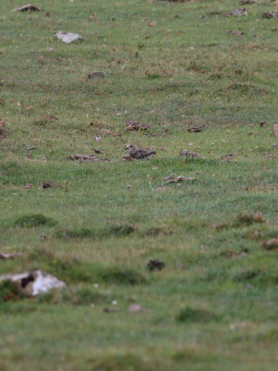 European Golden-Plover - ML642866072
