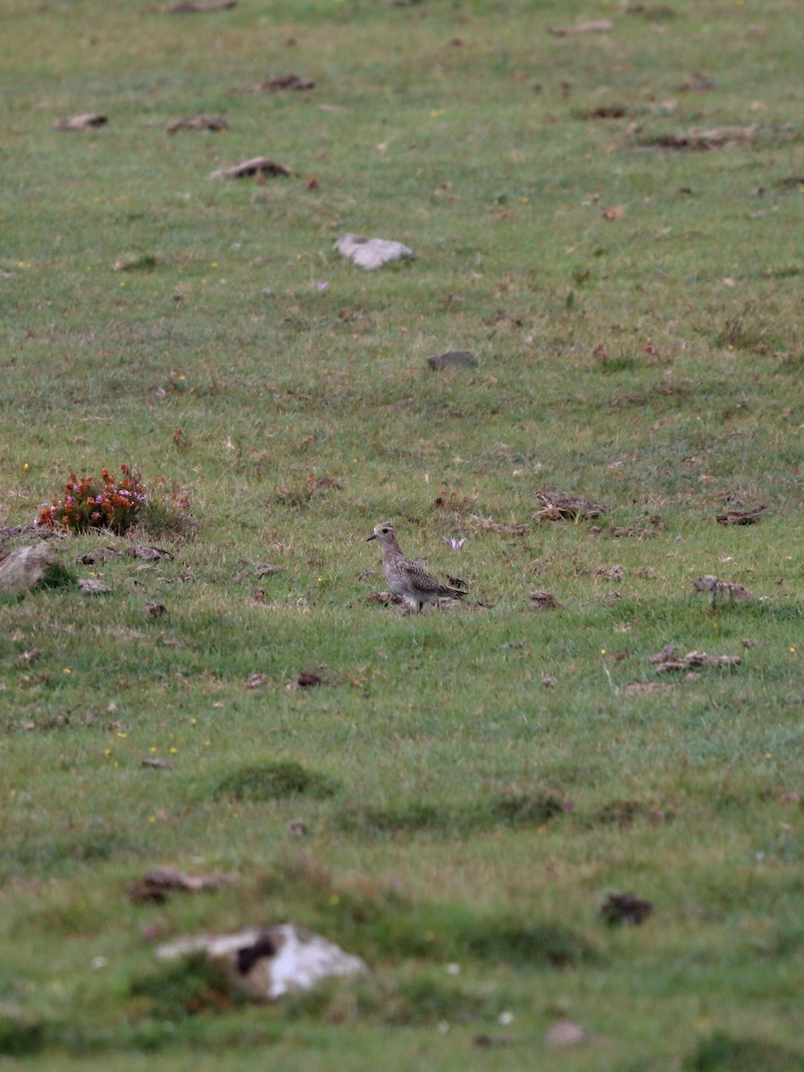 European Golden-Plover - ML642866073