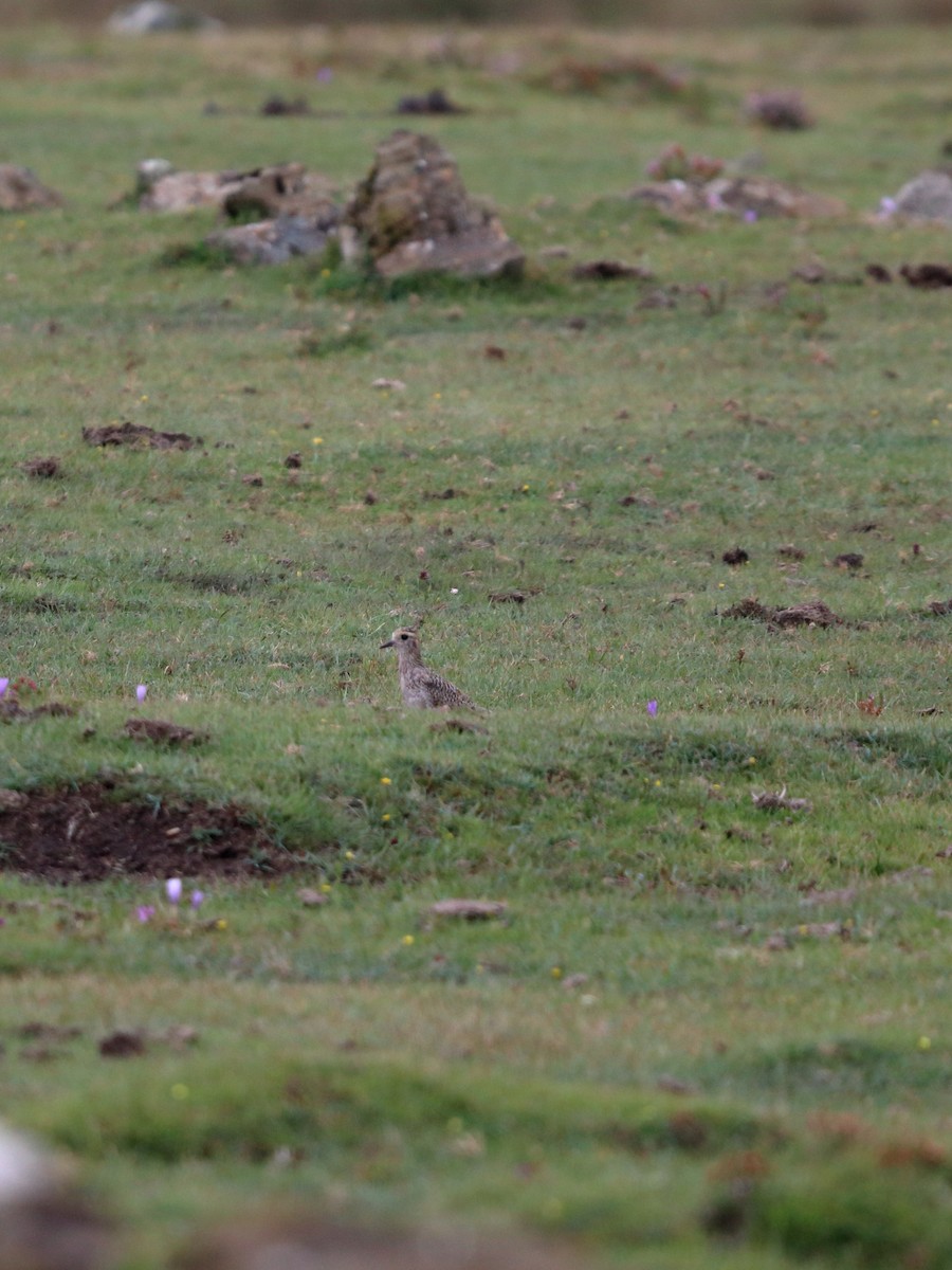 European Golden-Plover - ML642866074