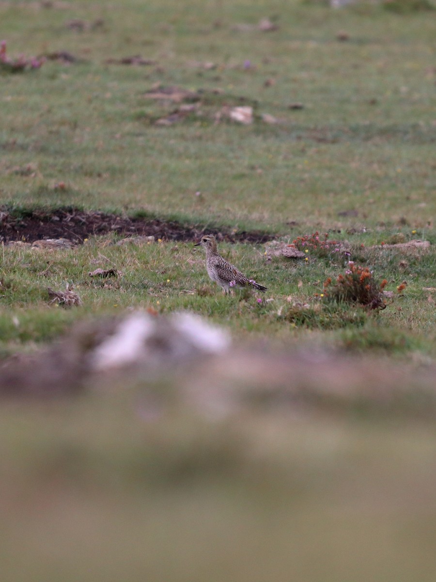European Golden-Plover - ML642866075