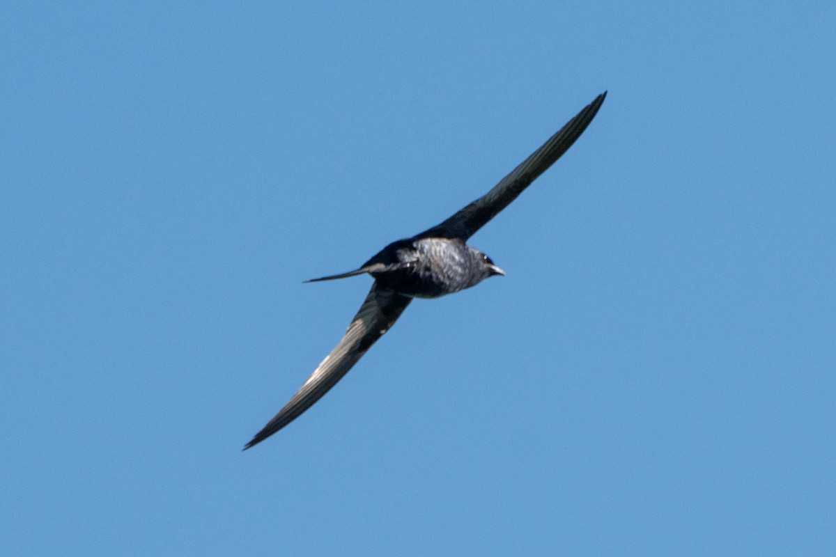 Purple Martin - ML642866078