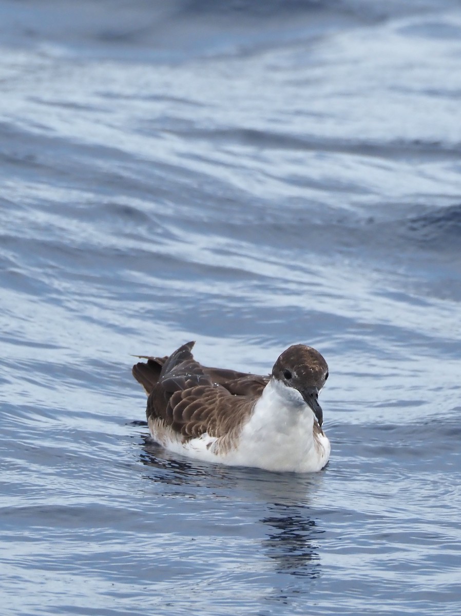 Great Shearwater - ML642866079