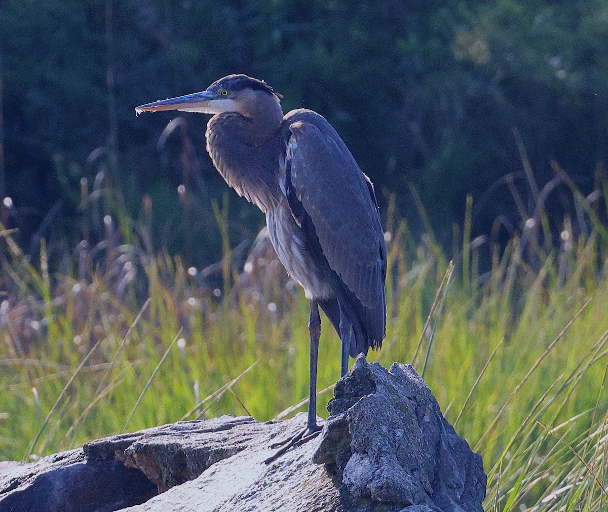 Great Blue Heron - ML642866081