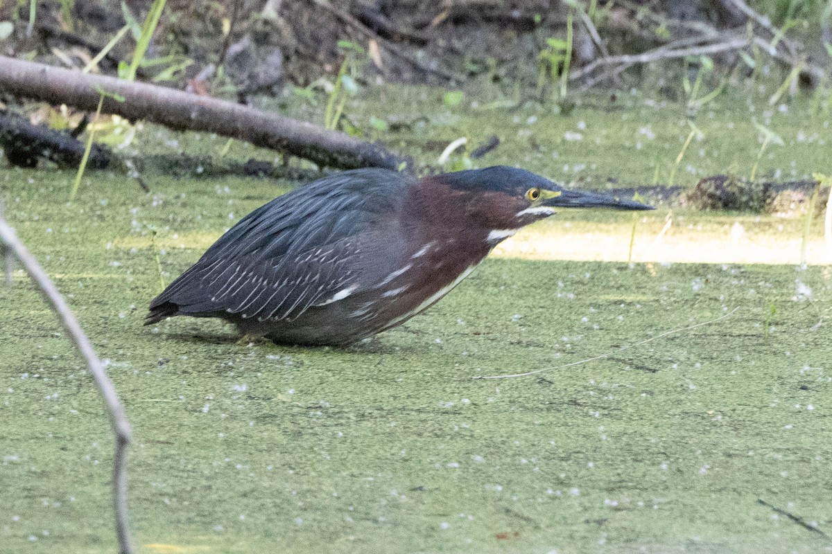 Koartzatxo berdea - ML642866083