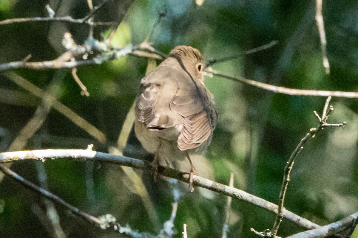 Swainson's Thrush - ML642866093