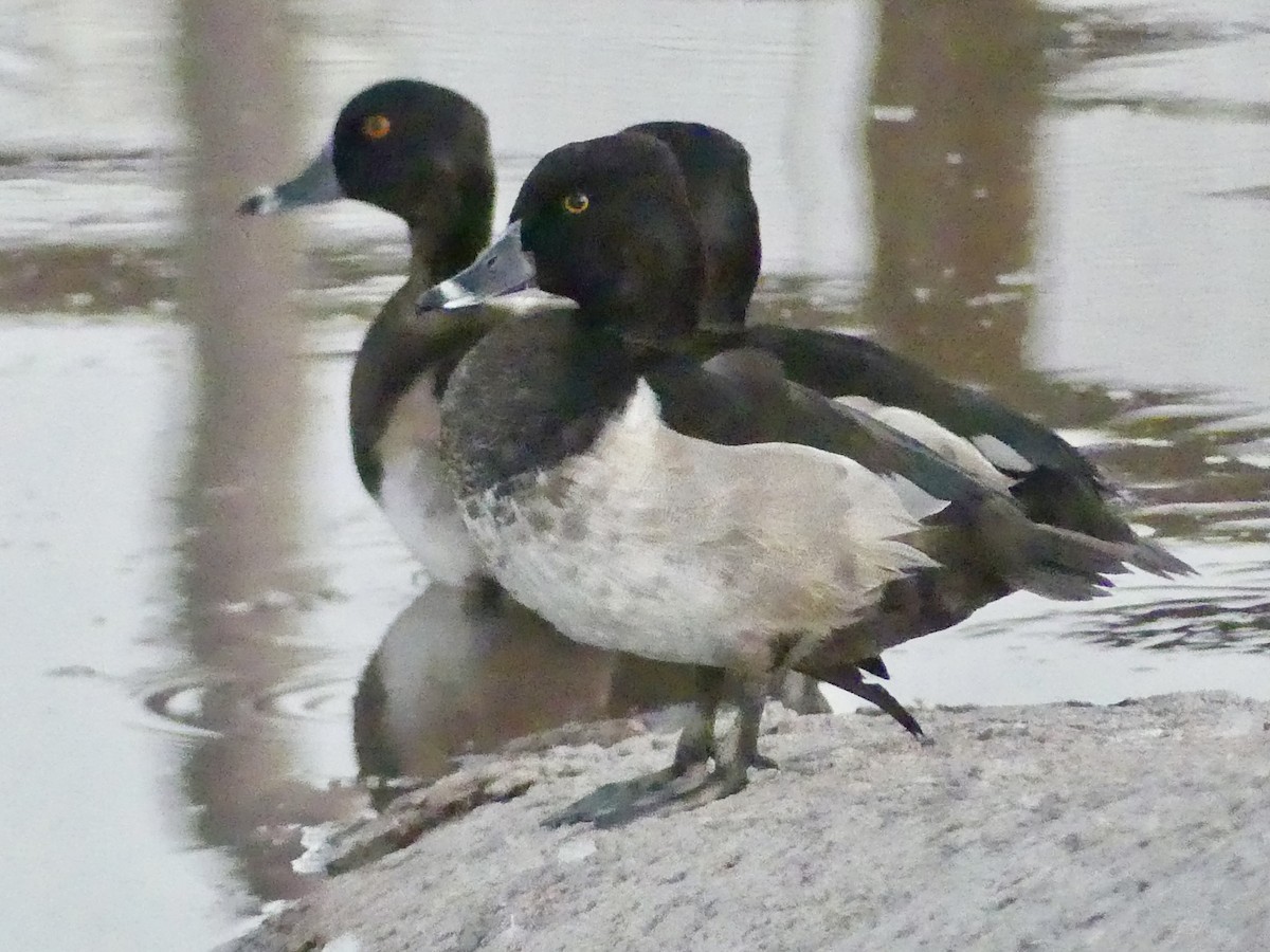 Ring-necked Duck - ML642866096