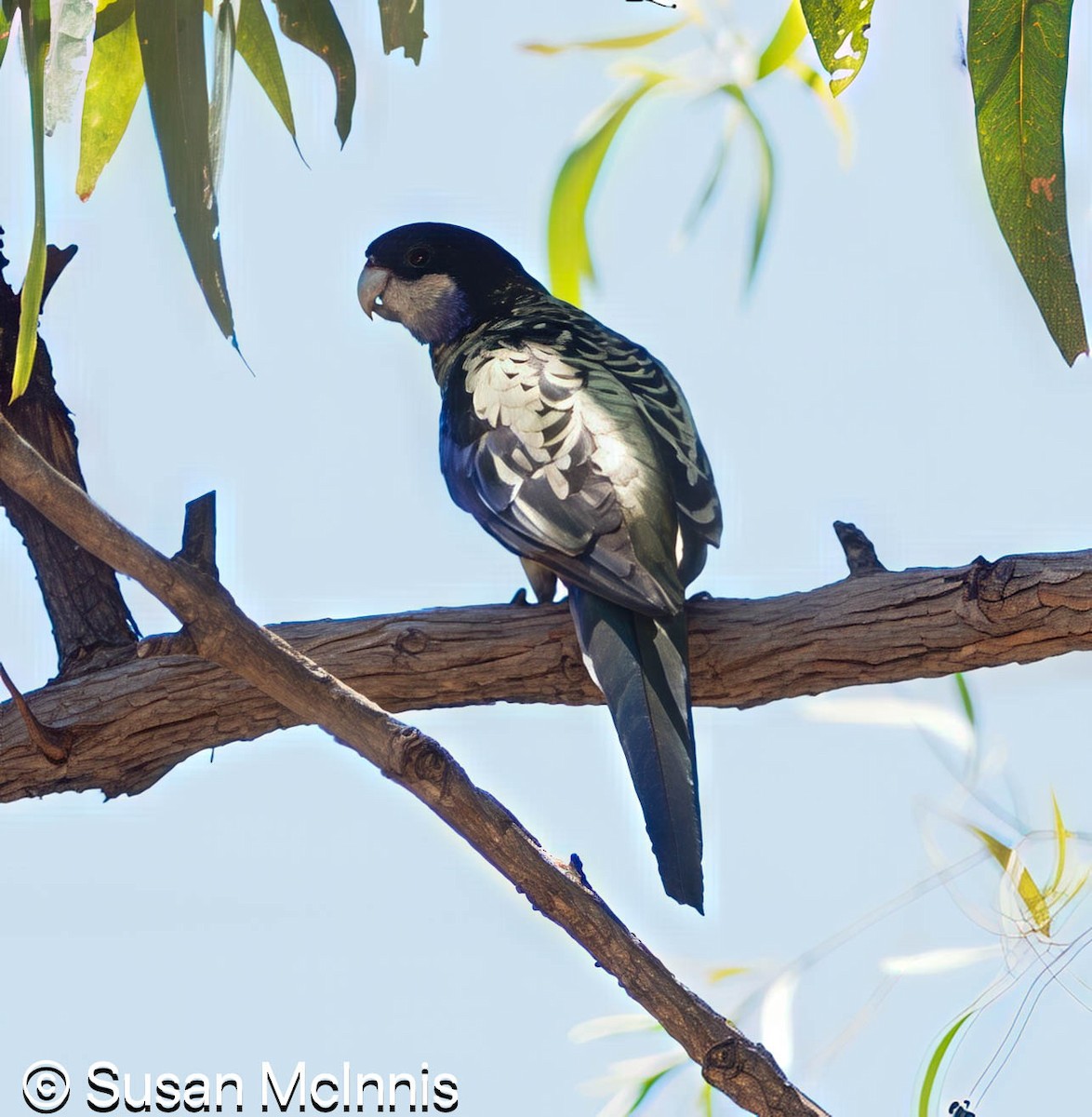 Northern Rosella - ML642866098