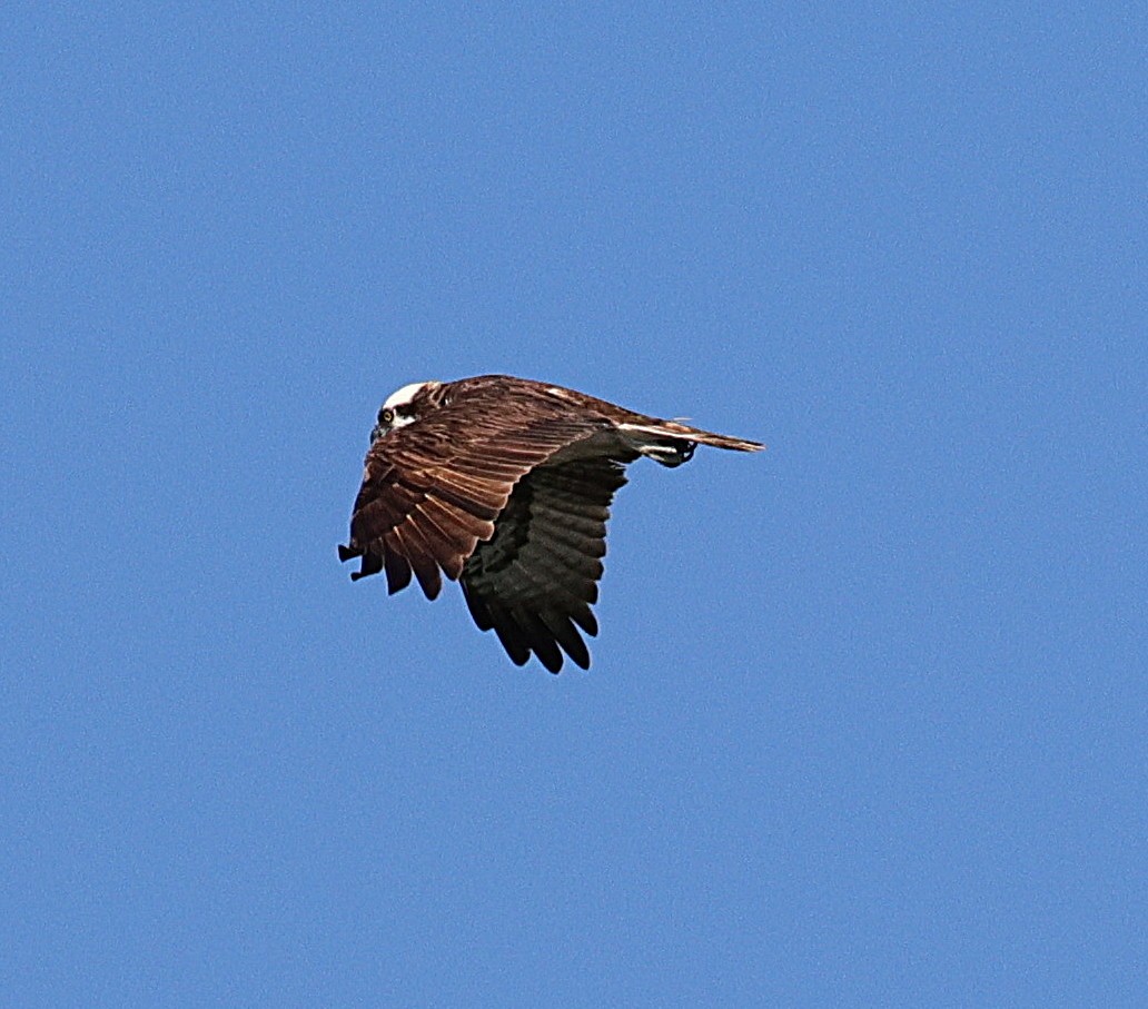 Osprey - ML642866099