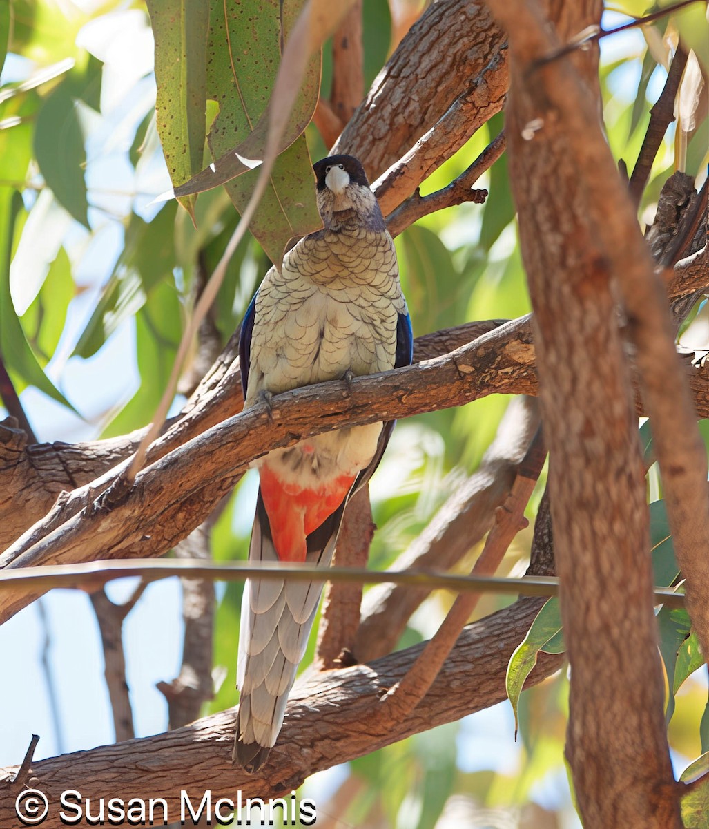 Northern Rosella - ML642866105