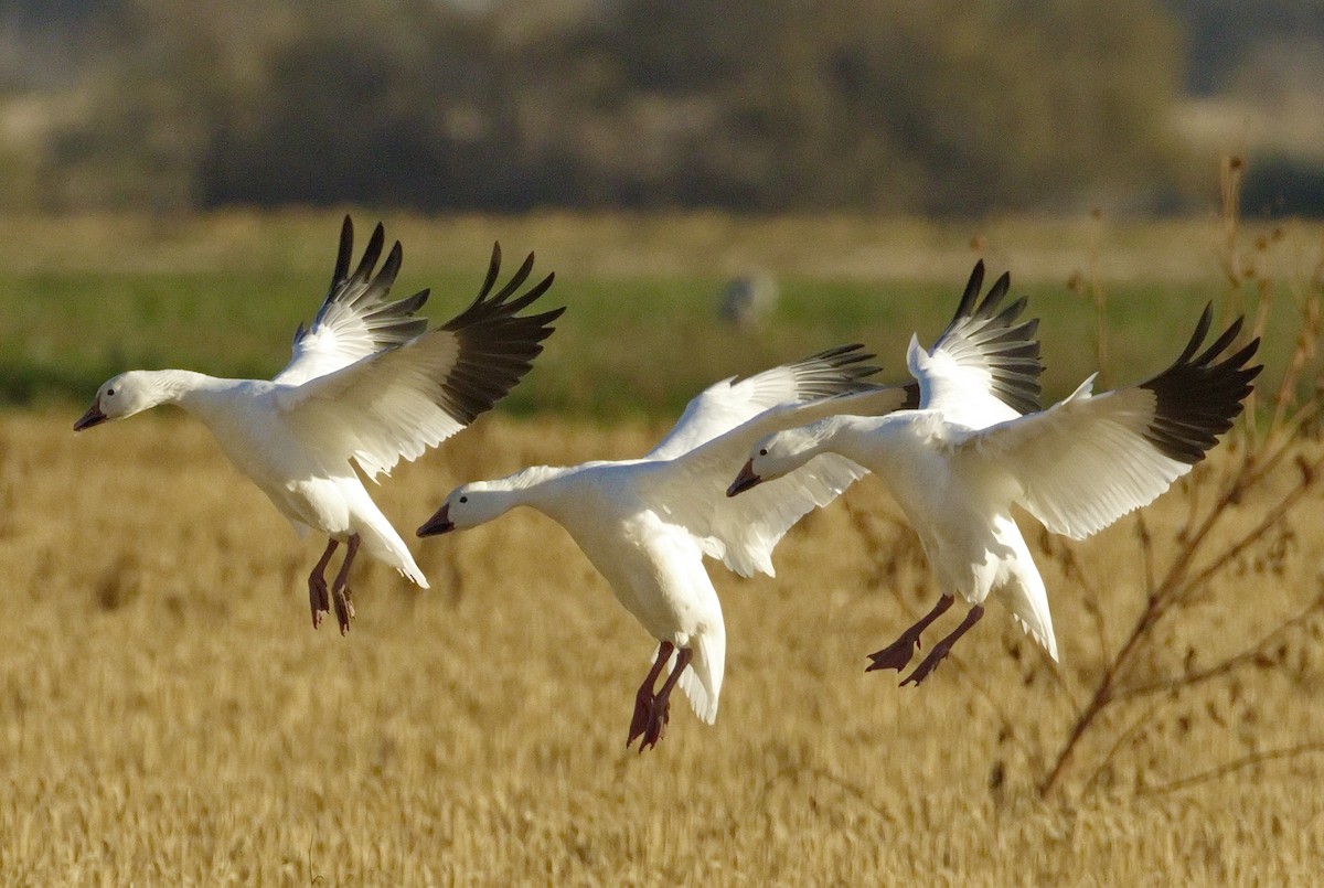 Snow Goose - ML642866108