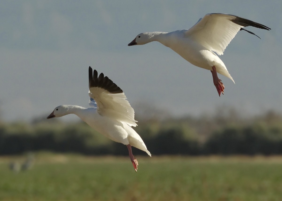 Snow Goose - ML642866109