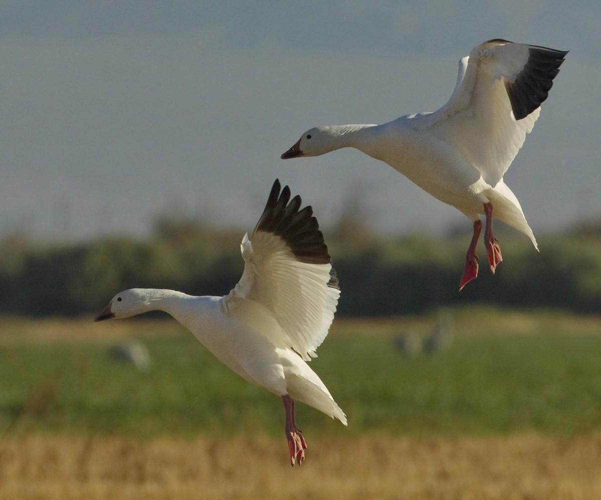 Snow Goose - ML642866110