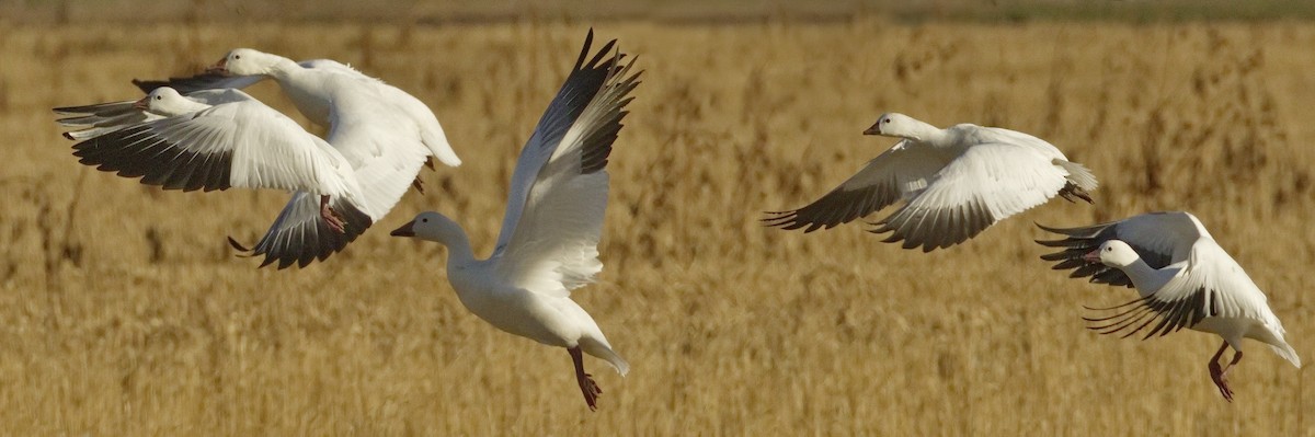 Snow Goose - ML642866111