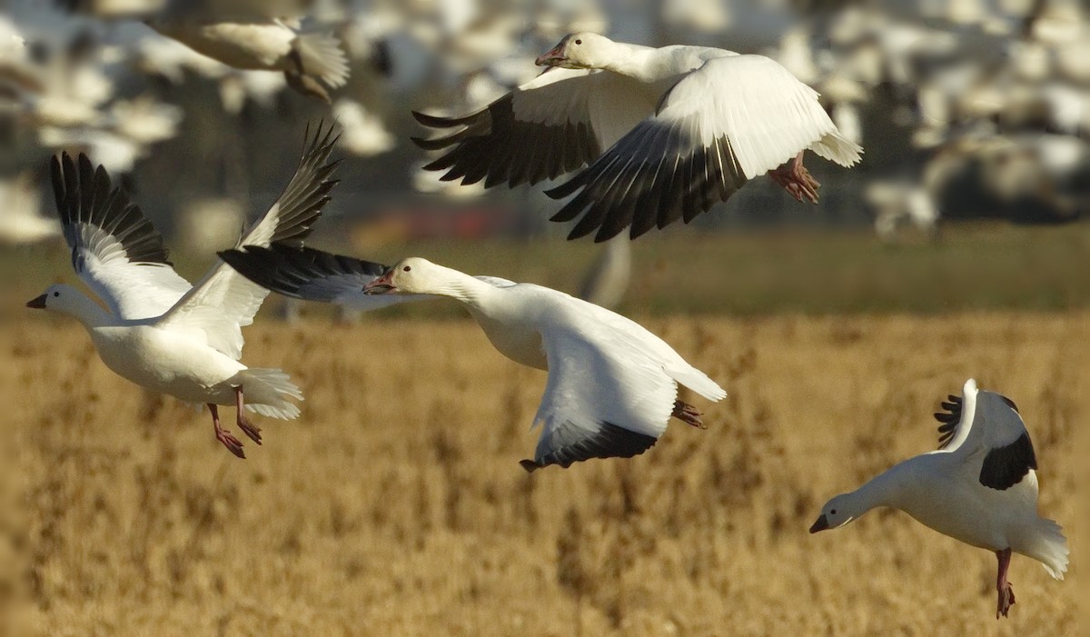Snow Goose - ML642866113