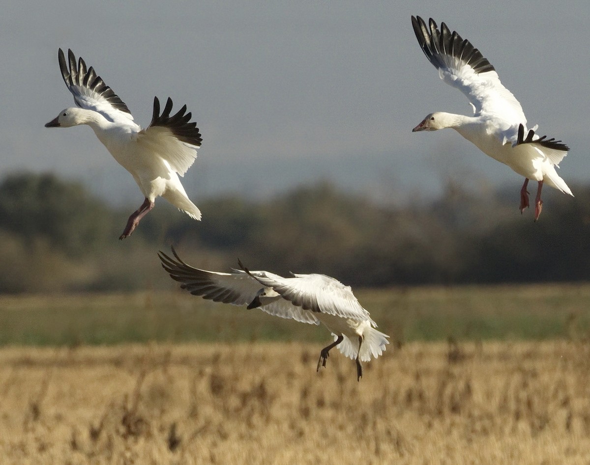 Snow Goose - ML642866114