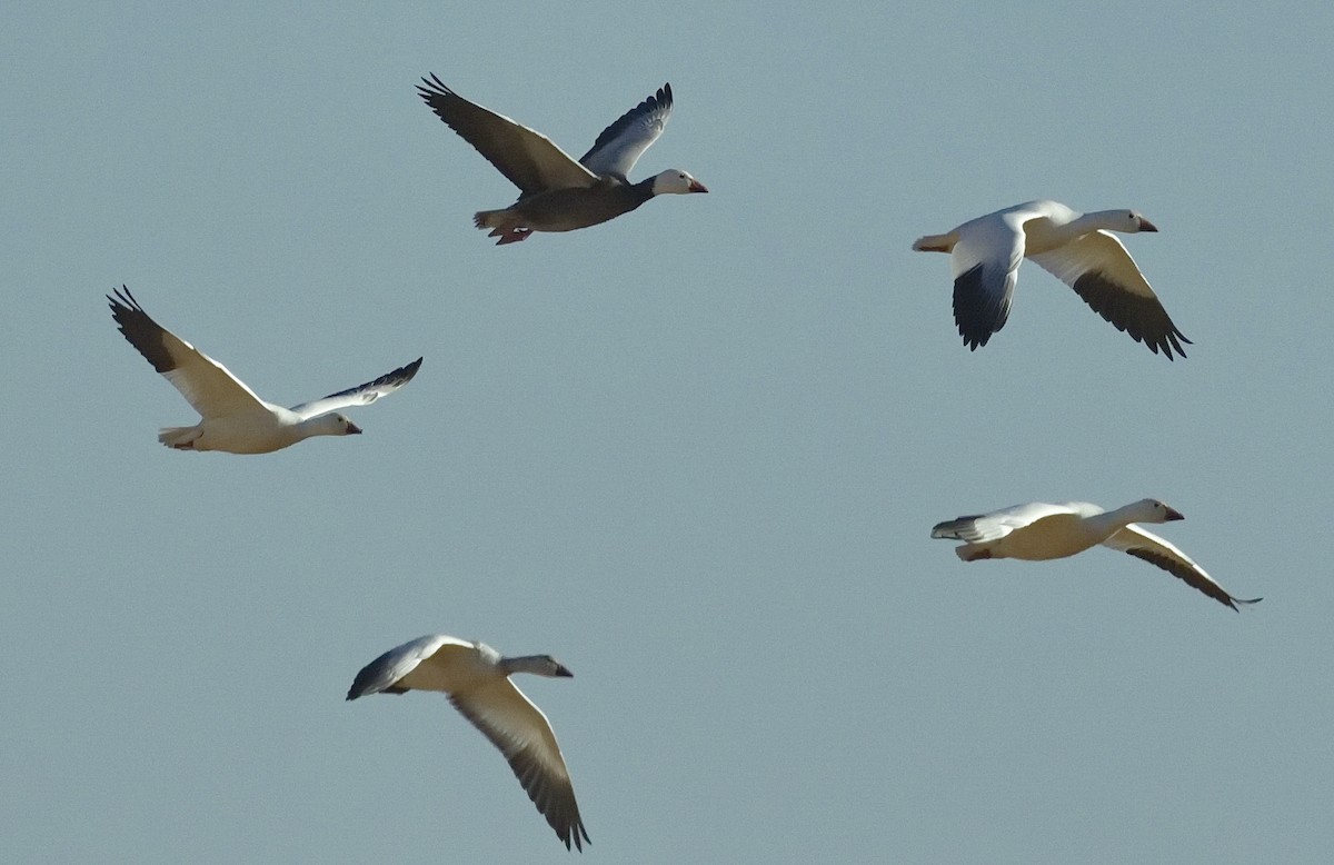 Snow Goose - ML642866115