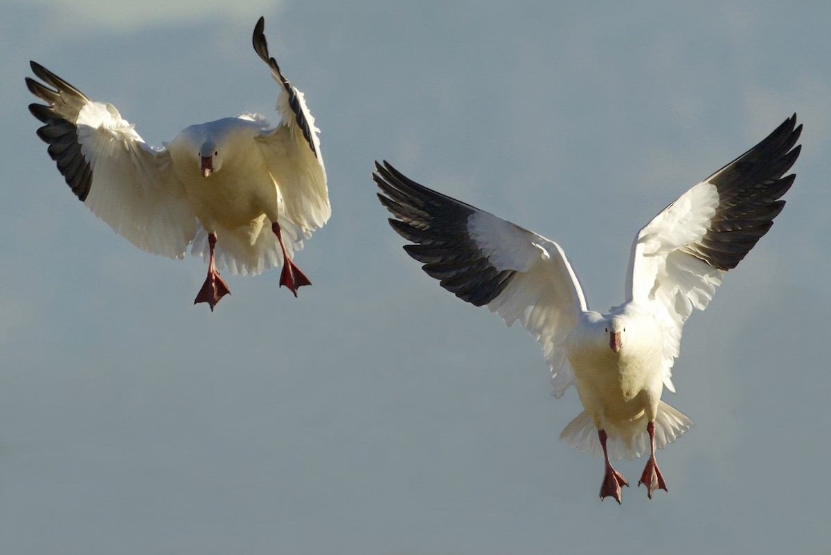 Snow Goose - ML642866116