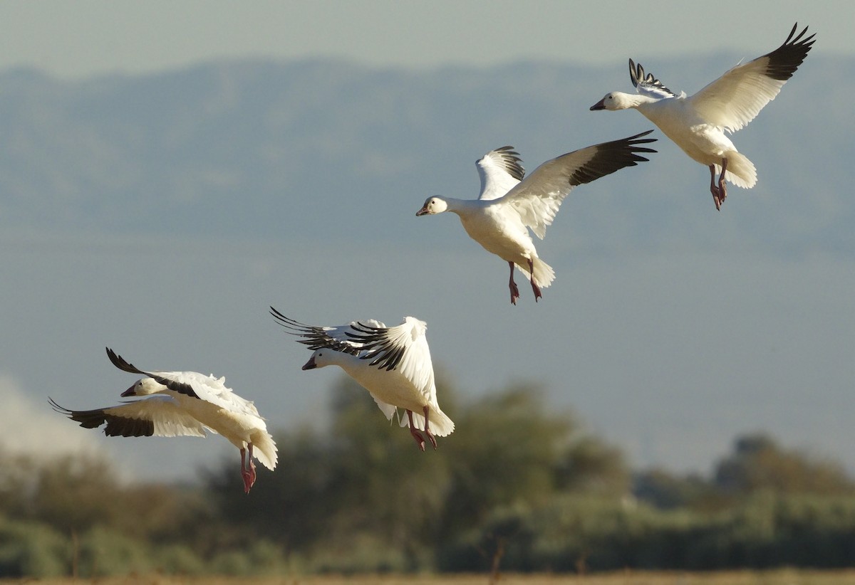 Snow Goose - ML642866117