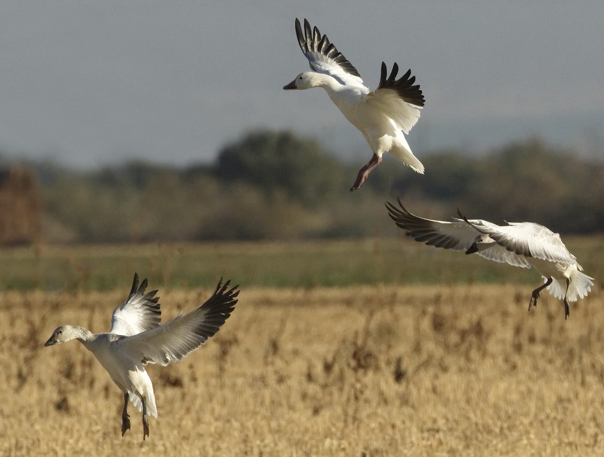 Snow Goose - ML642866118
