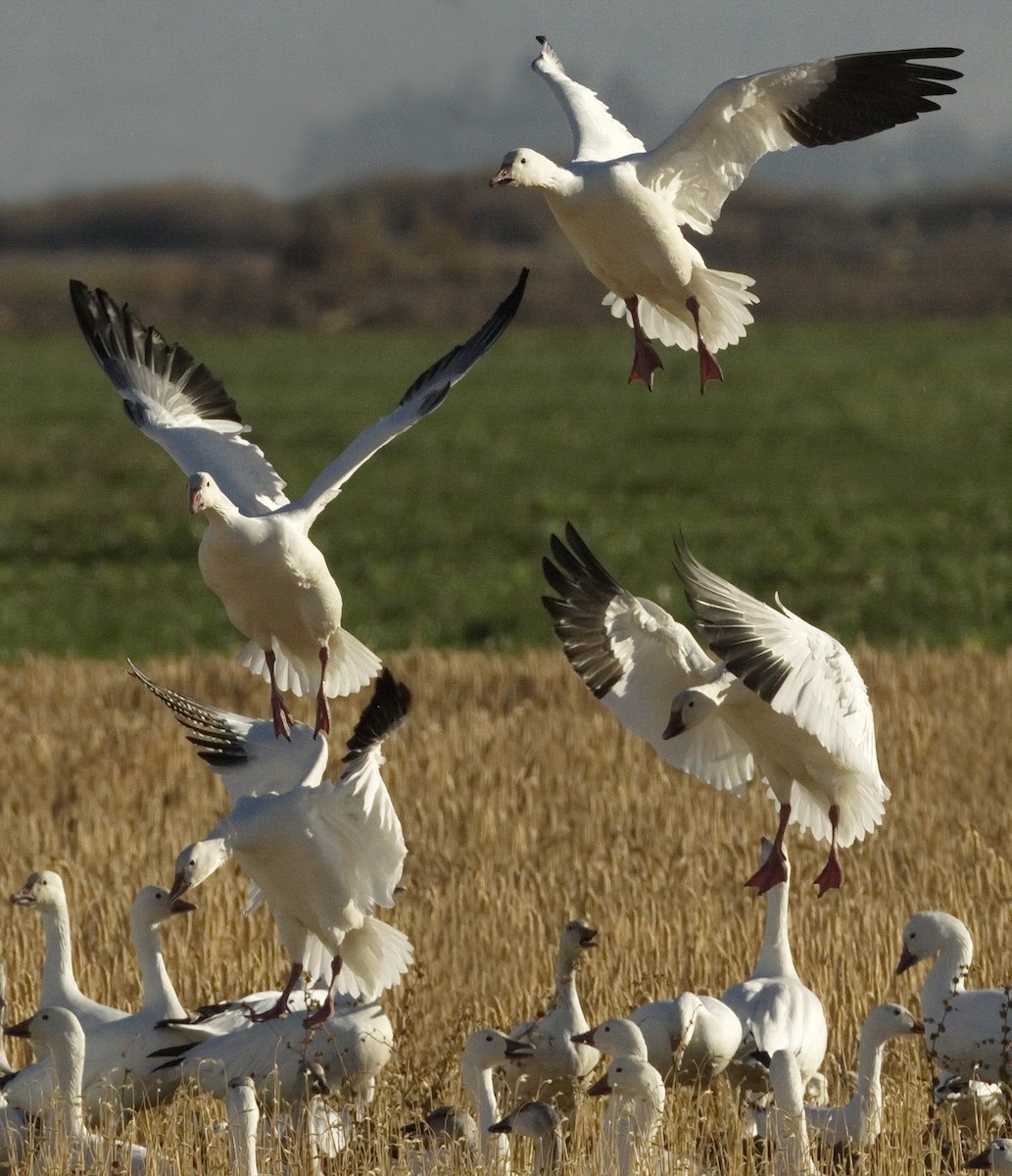 Snow Goose - ML642866119