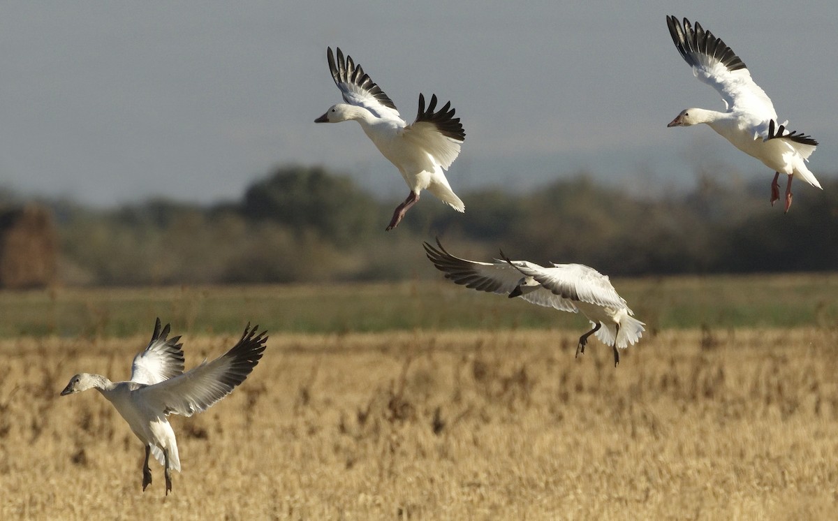 Snow Goose - ML642866120