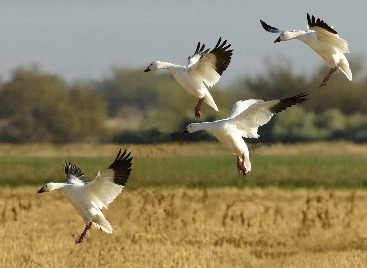Snow Goose - ML642866121