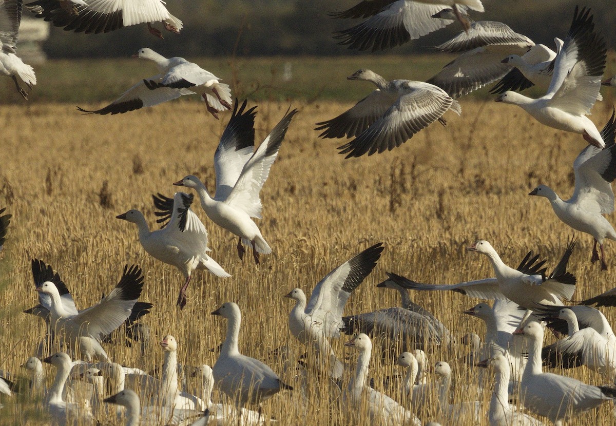 Snow Goose - ML642866122
