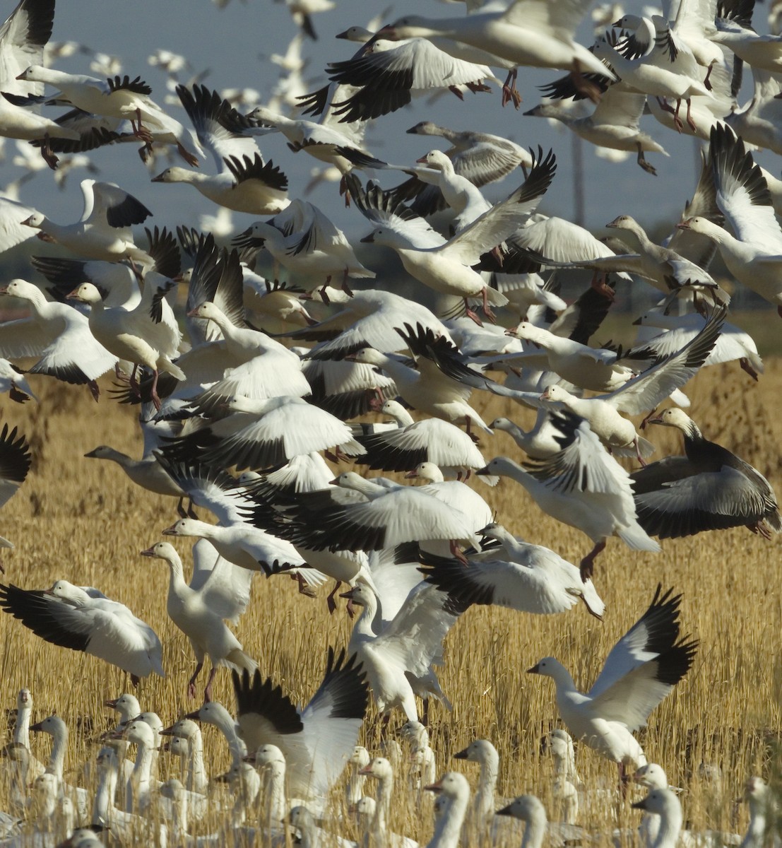 Snow Goose - ML642866123