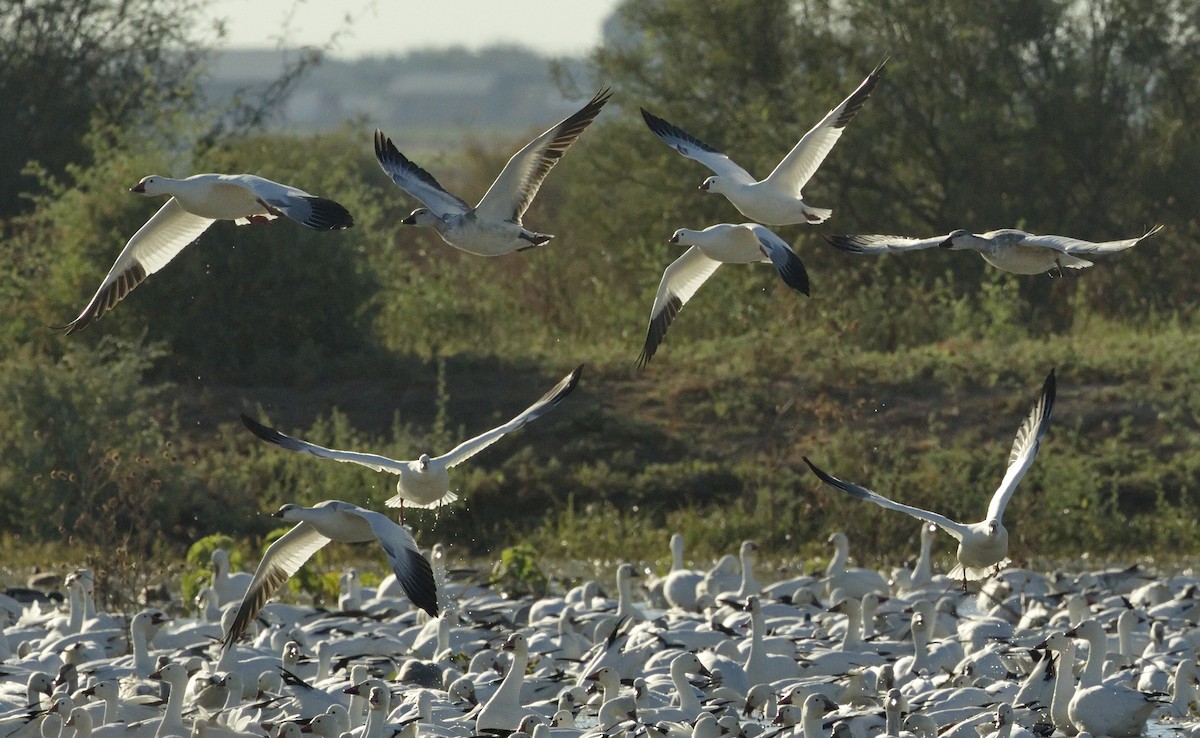 Snow Goose - ML642866124