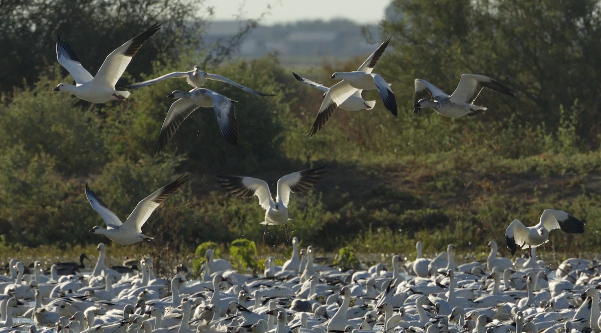 Snow Goose - ML642866125