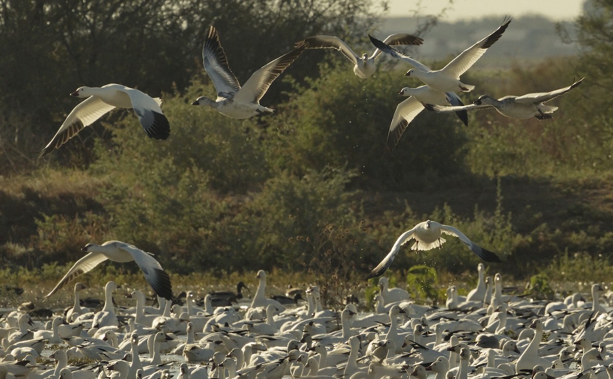 Snow Goose - ML642866126