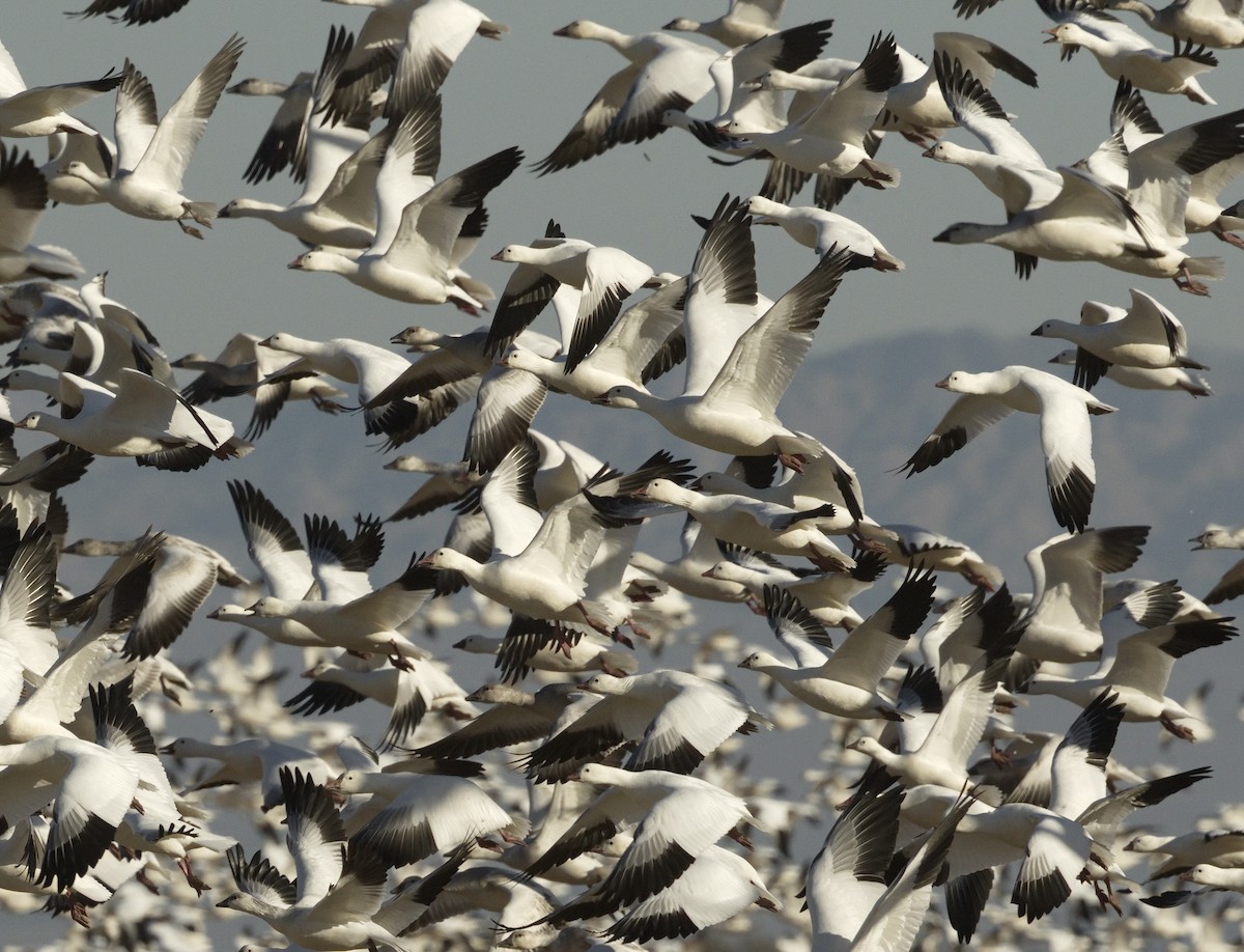 Snow Goose - ML642866127