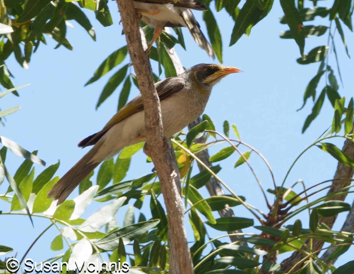 Yellow-throated Miner - ML642866131