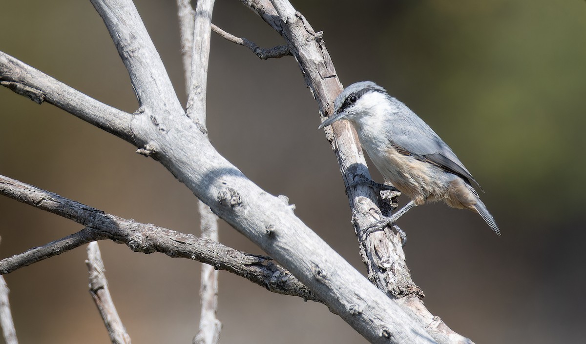 Western Rock Nuthatch - ML642866133