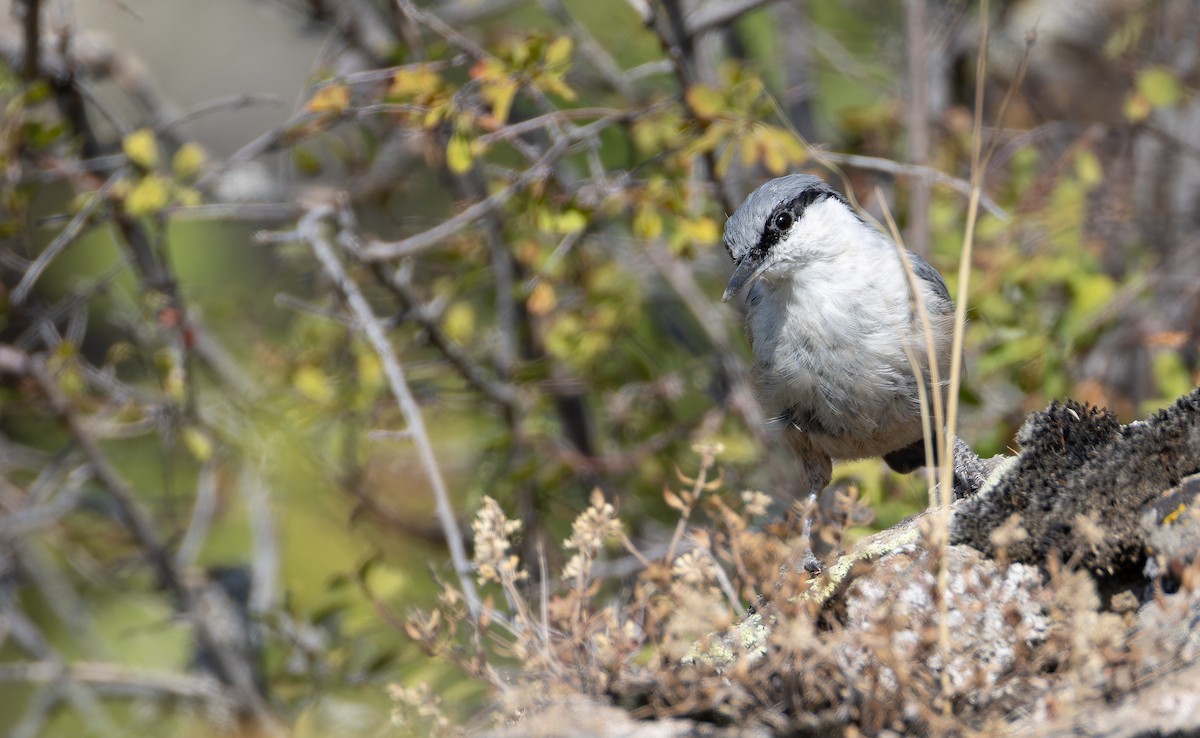 Western Rock Nuthatch - ML642866135