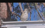 Lark Sparrow - ML642866138