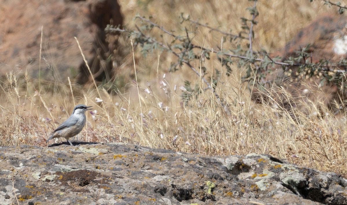 Western Rock Nuthatch - ML642866140