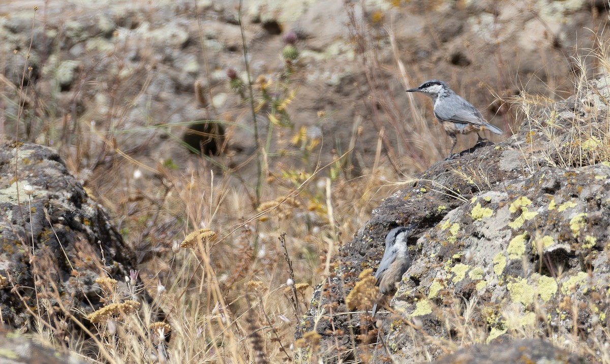 Western Rock Nuthatch - ML642866141