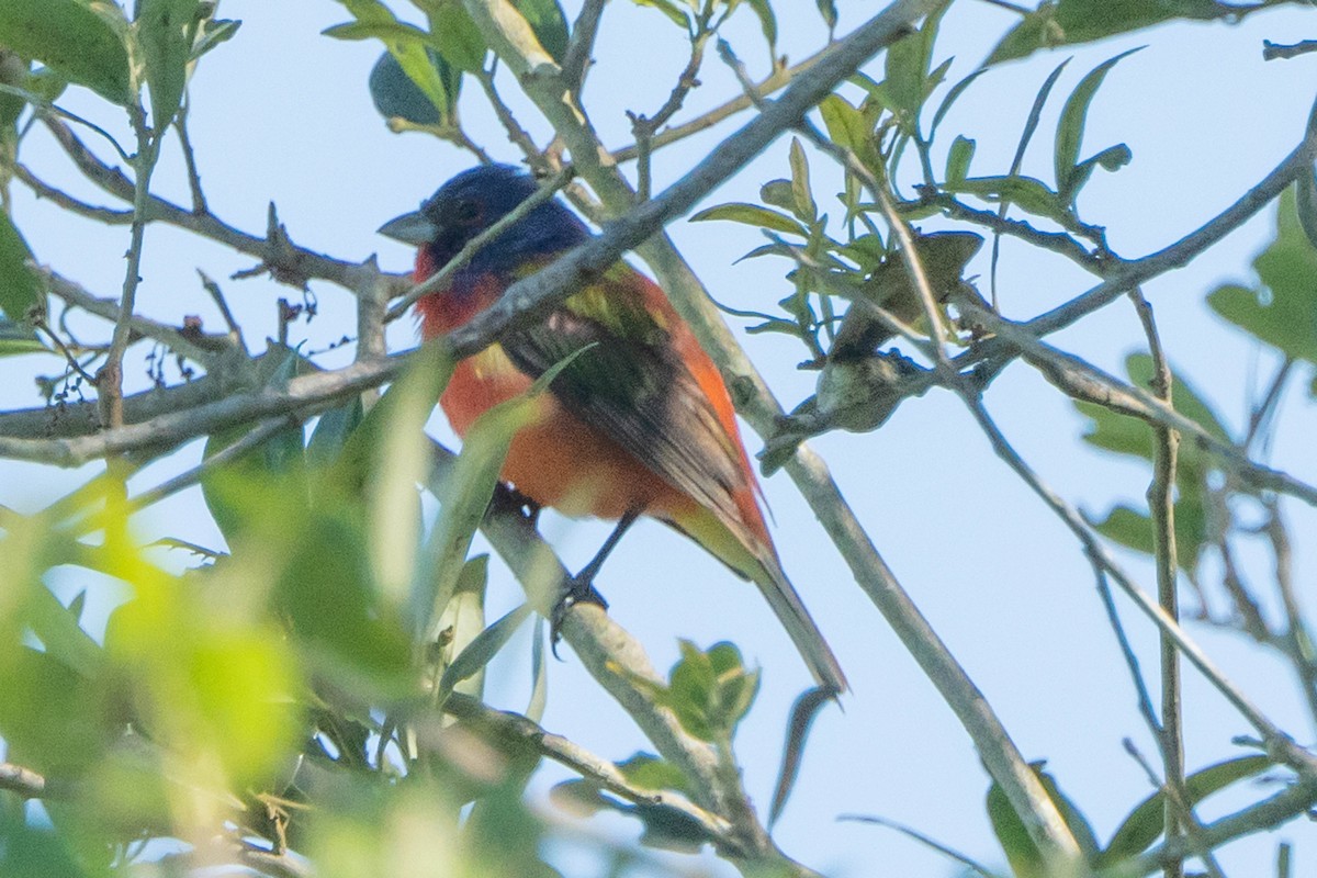 Painted Bunting - ML642866150