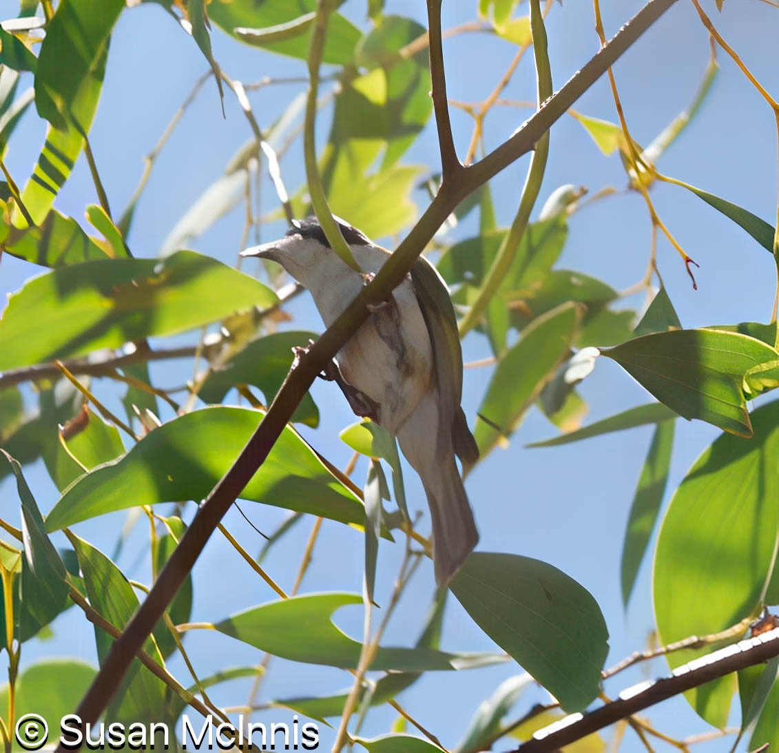 White-throated Honeyeater - ML642866160