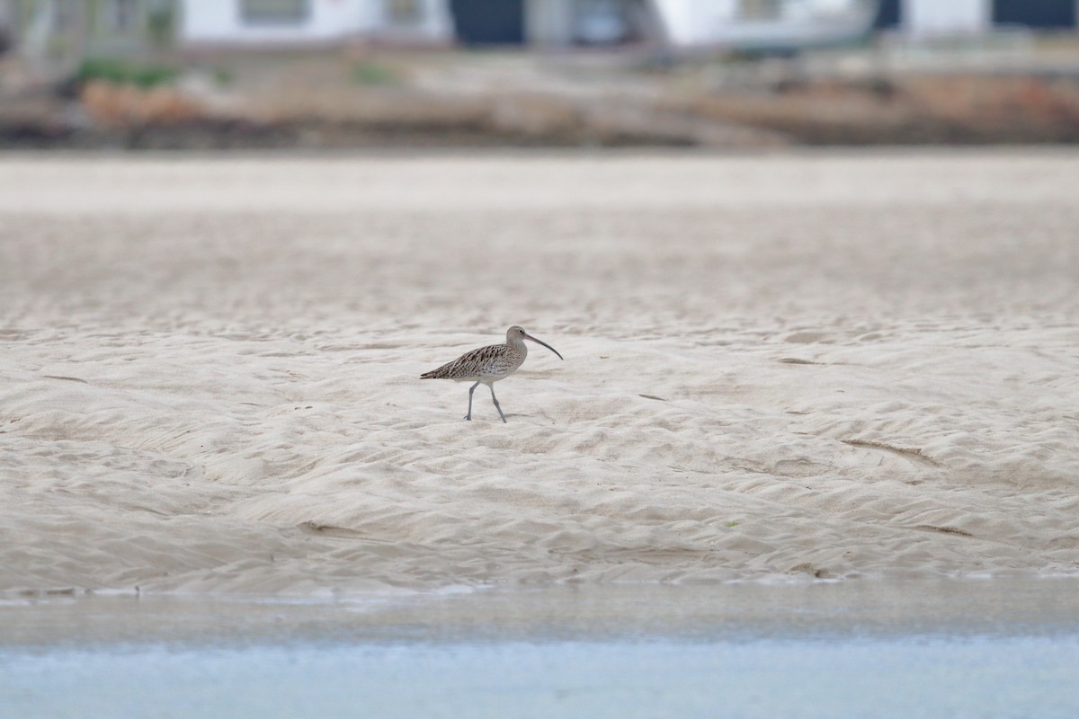 Eurasian Curlew - ML642866162